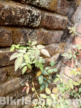 সাদা গোলাপ